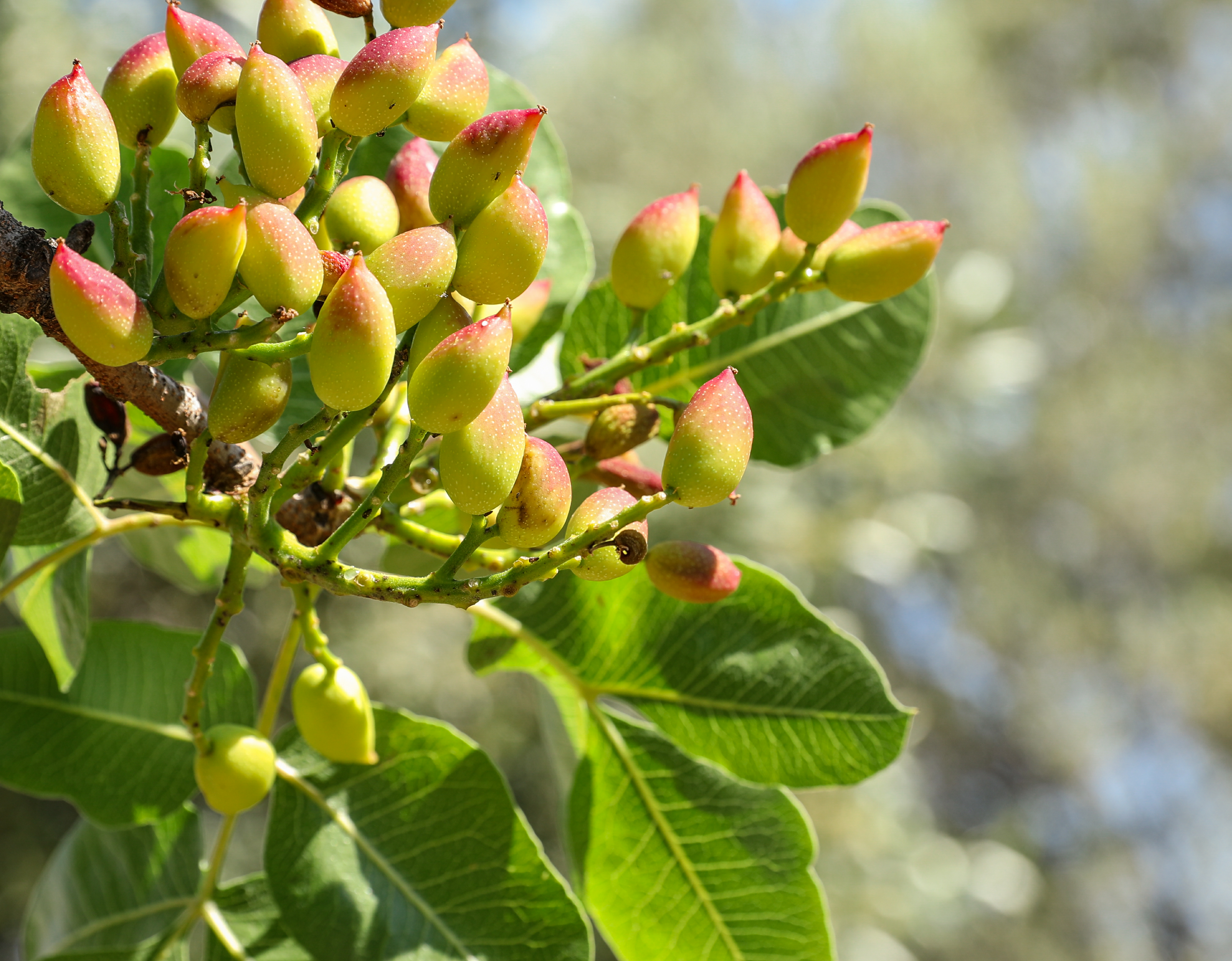 Pistacheros en San Juan